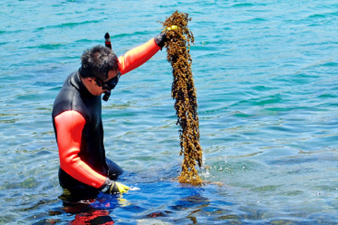 ヒジキ母藻採取の様子