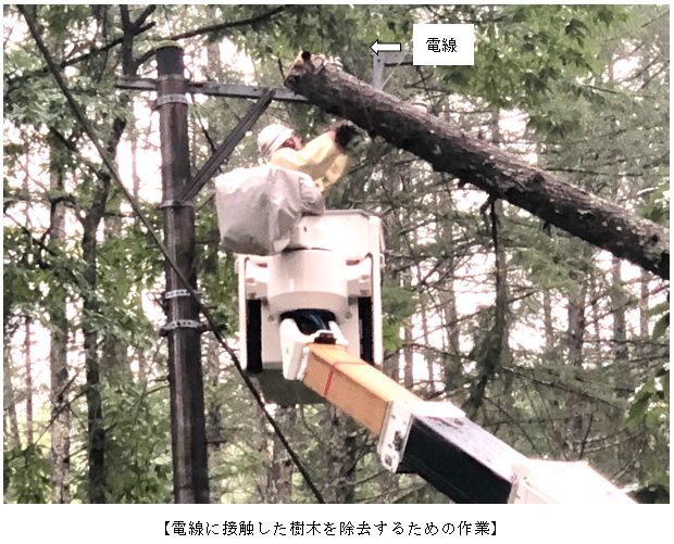 電線に接触した樹木を除去するための作業の写真