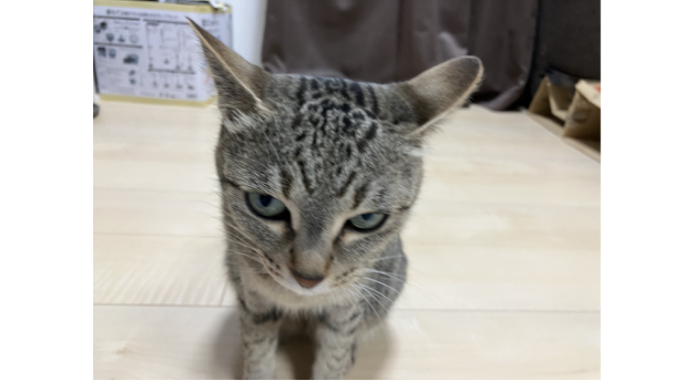 応募作品