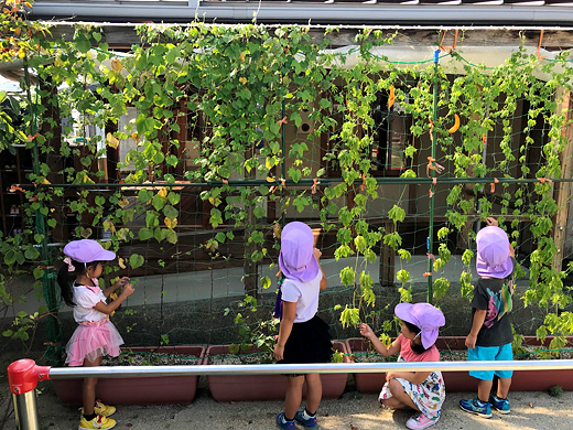西尾市内　5箇所の幼稚園と保育園で「緑のカーテン」が育ちました