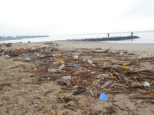 「常滑市・鬼崎海岸の清掃と海の生き物観察」を実施しました
