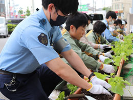 緑のカーテン作りにむけて岡崎警察署でニガウリの苗植えをおこないました