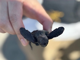 子ガメ観察会と海岸清掃を実施しました