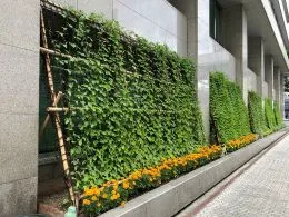 2025緑のカーテンキャンペーン取り組みのご報告