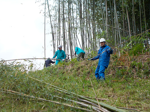 竹林伐採作業の様子
