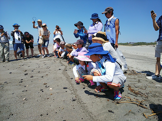 砂浜に子ガメを置き、見守る子どもたち