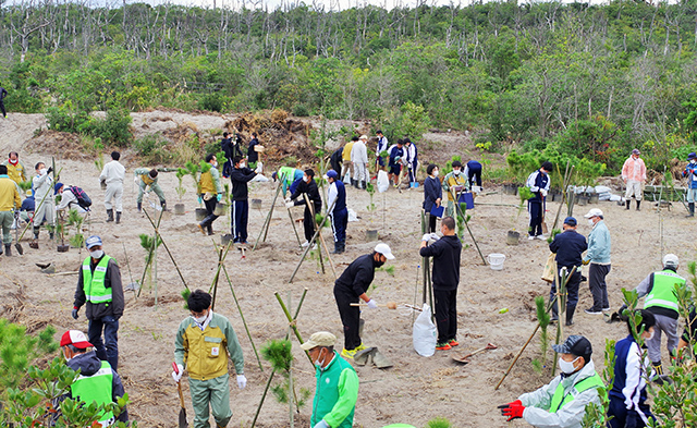 クロマツの苗木の植樹祭を実施しました。イメージ