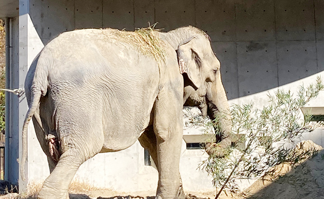 停電の未然防止のために伐採した竹を、岡崎市東公園動物園にご提供の様子3