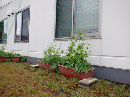 中電ウイングでの植付けの様子