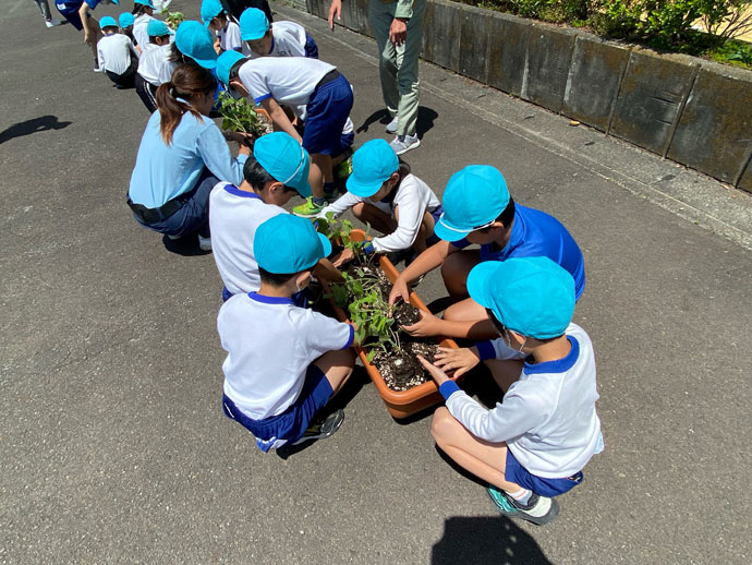 緑のカーテン作りにむけて苗植えをおこないました