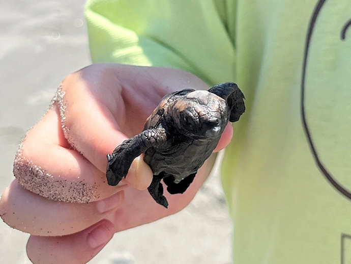 子ガメ観察会と海岸整備を実施しましたイメージ