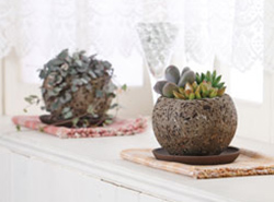 植木鉢(木玉)の写真