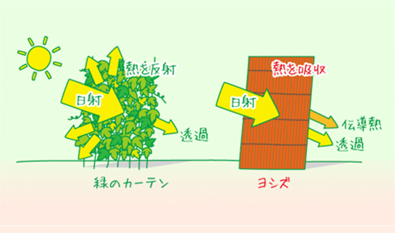 緑のカーテンとヨシズ