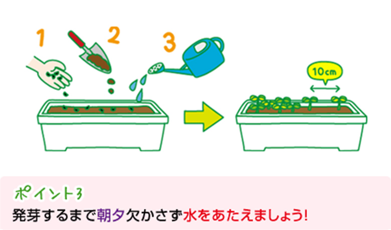 ポイント3:発芽するまで朝夕欠かさず水をあたえましょう!