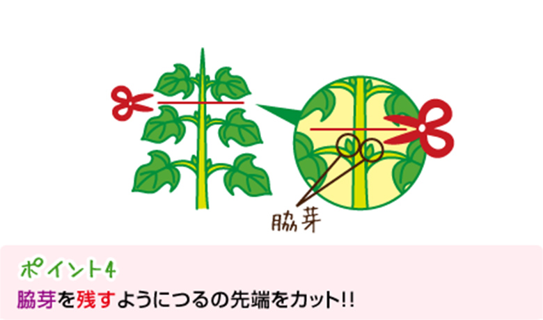 ポイント4:脇芽を残すようにつるの先端をカット!!