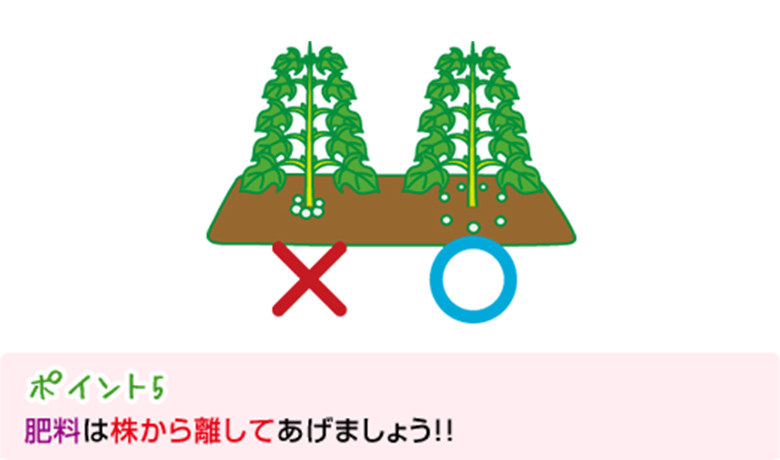 ポイント5:肥料は株から離してあげましょう!!