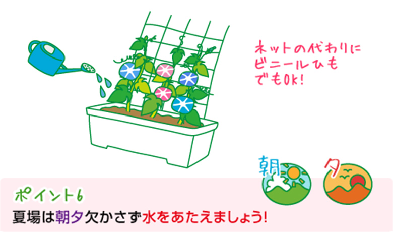 ポイント6:夏場は朝夕欠かさず水をあたえましょう!