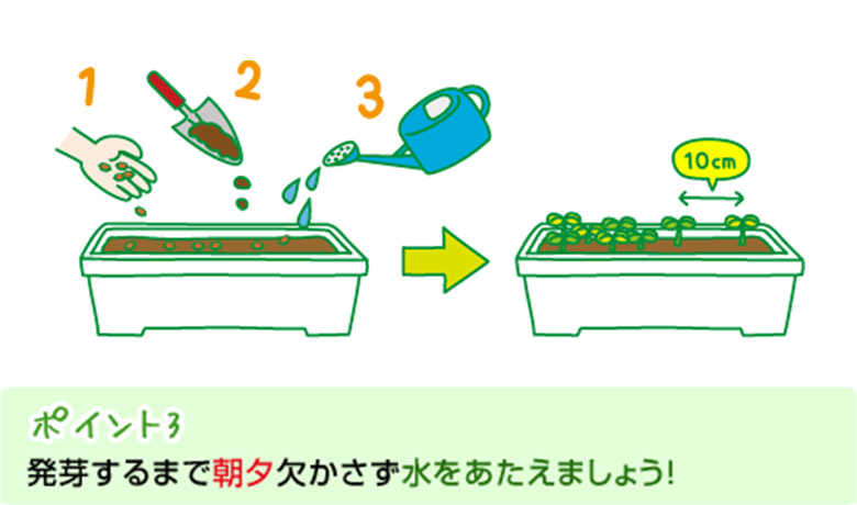 ポイント3：発芽するまで朝夕欠かさず水をあたえましょう！