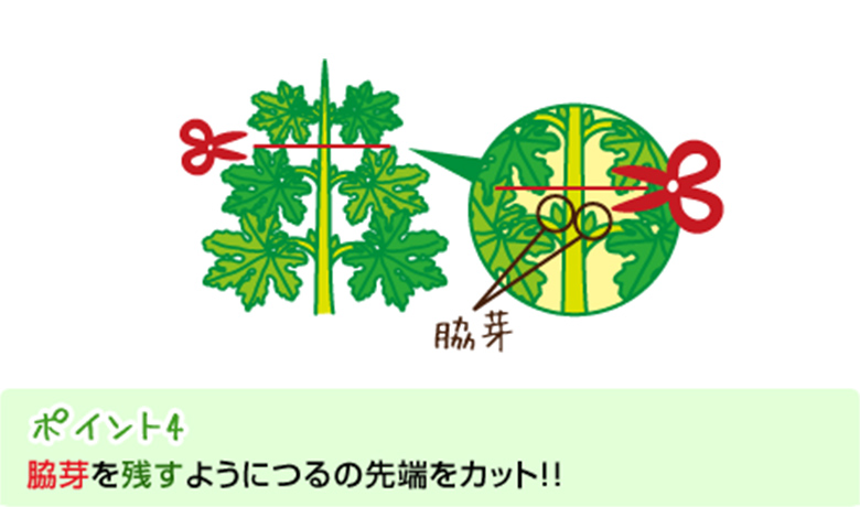ポイント4：脇芽を残すようにつるの先端をカット！！