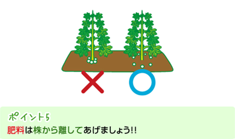 ポイント5：肥料は株から離してあげましょう！！