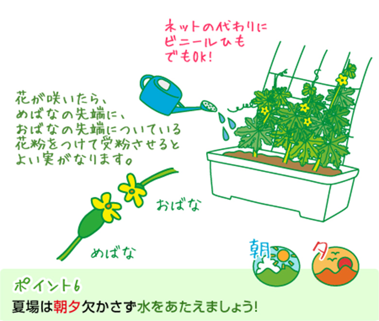 ネットの代わりにビニールひもでもOK!　花が咲いたら、めばなの先端に、おばなの先端についている花粉をつけて受粉させるとよい実がなります。　ポイント6：夏場は朝夕欠かさず水をあたえましょう！