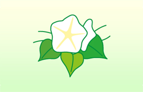 ヨルガオ