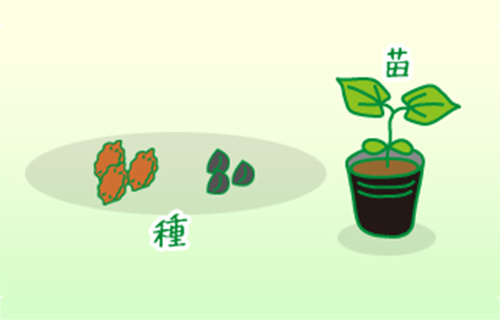 種もしくは苗