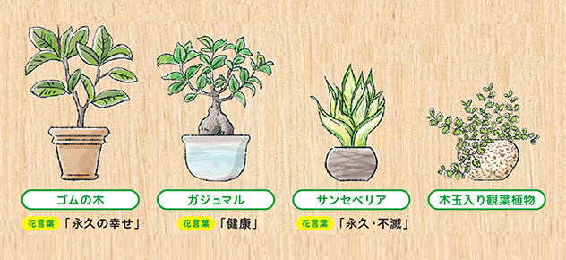 ゴムの木 ガジュマル サンベリア 水玉入り観葉植物