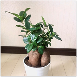 観葉植物の写真1