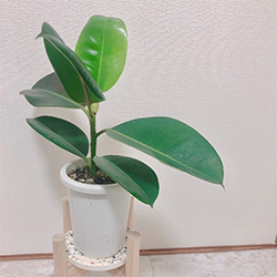 観葉植物の写真2