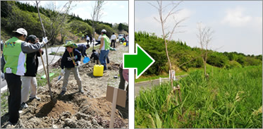 一番大きなヤマザクラを一番目立つ場所に植樹 2008年9月現在の様子