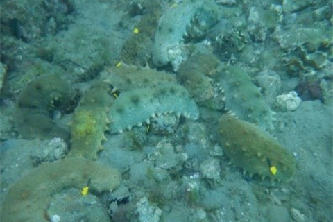 放流後の標識装着マナマコの様子