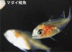 マダイ稚魚の写真