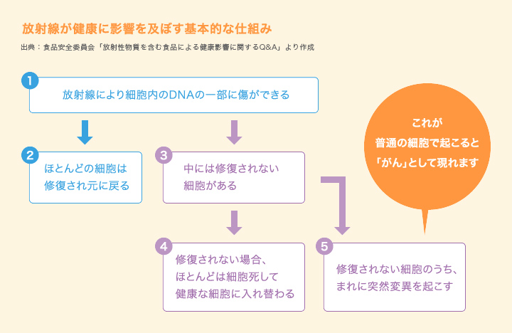 放射線が健康に影響を及ぼす基本的な仕組み