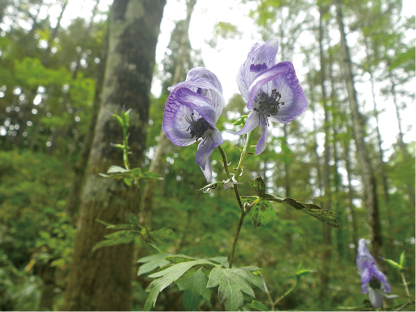 Kiyomi-torikabuto (Aconitum kiyomiense)