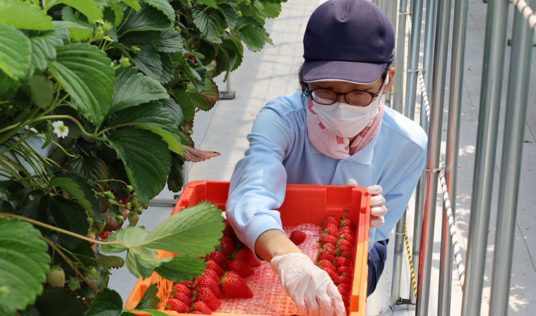 Harvesting of strawberries