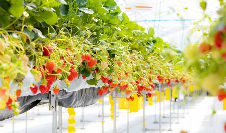 ウイングいちご2