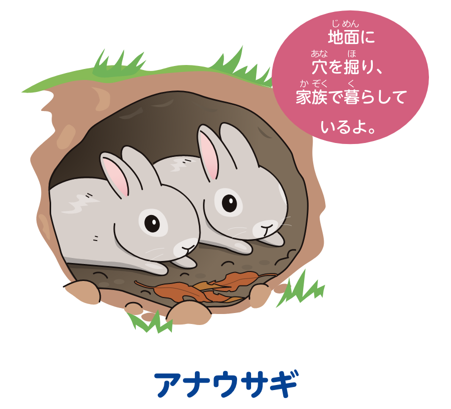 アナウサギのイラスト　面に穴を掘り、家族で暮らしているよ。