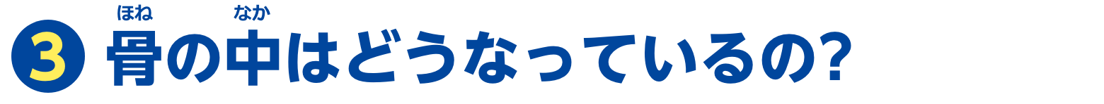 特集3　骨の中はどうなっているの？