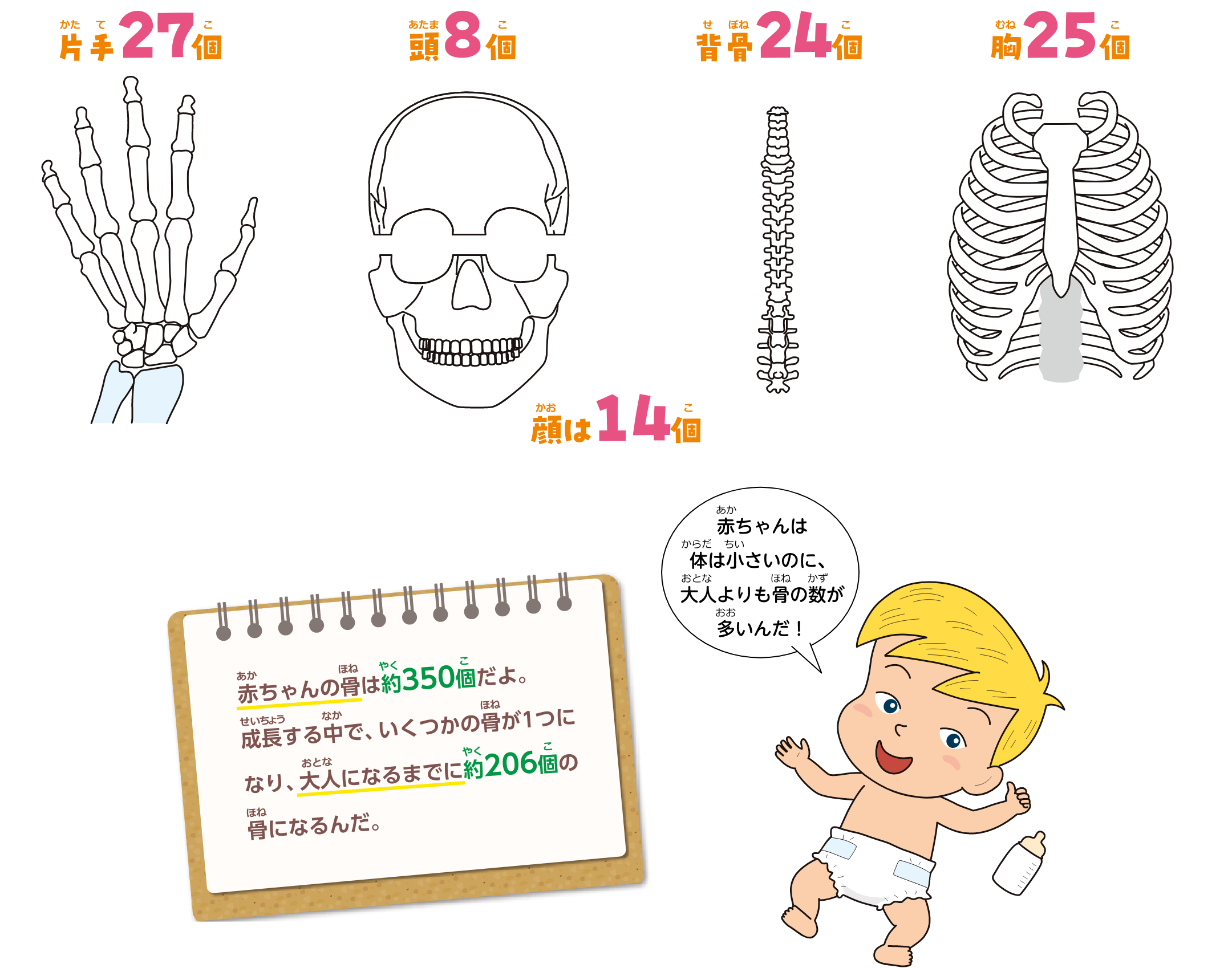 人体の骨の数イラスト。片手27個、頭8個、顔は14個、背骨24個、胸25個。赤ちゃんの骨は約350個だよ。成長する中で、いくつかの骨が1つになり、大人になるまでに約206個の骨になるんだ。