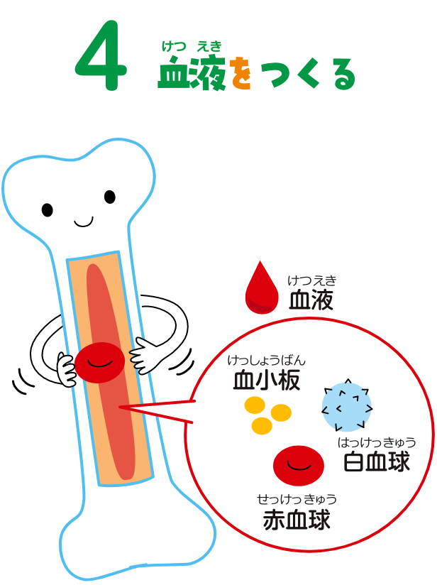 4血液をつくる