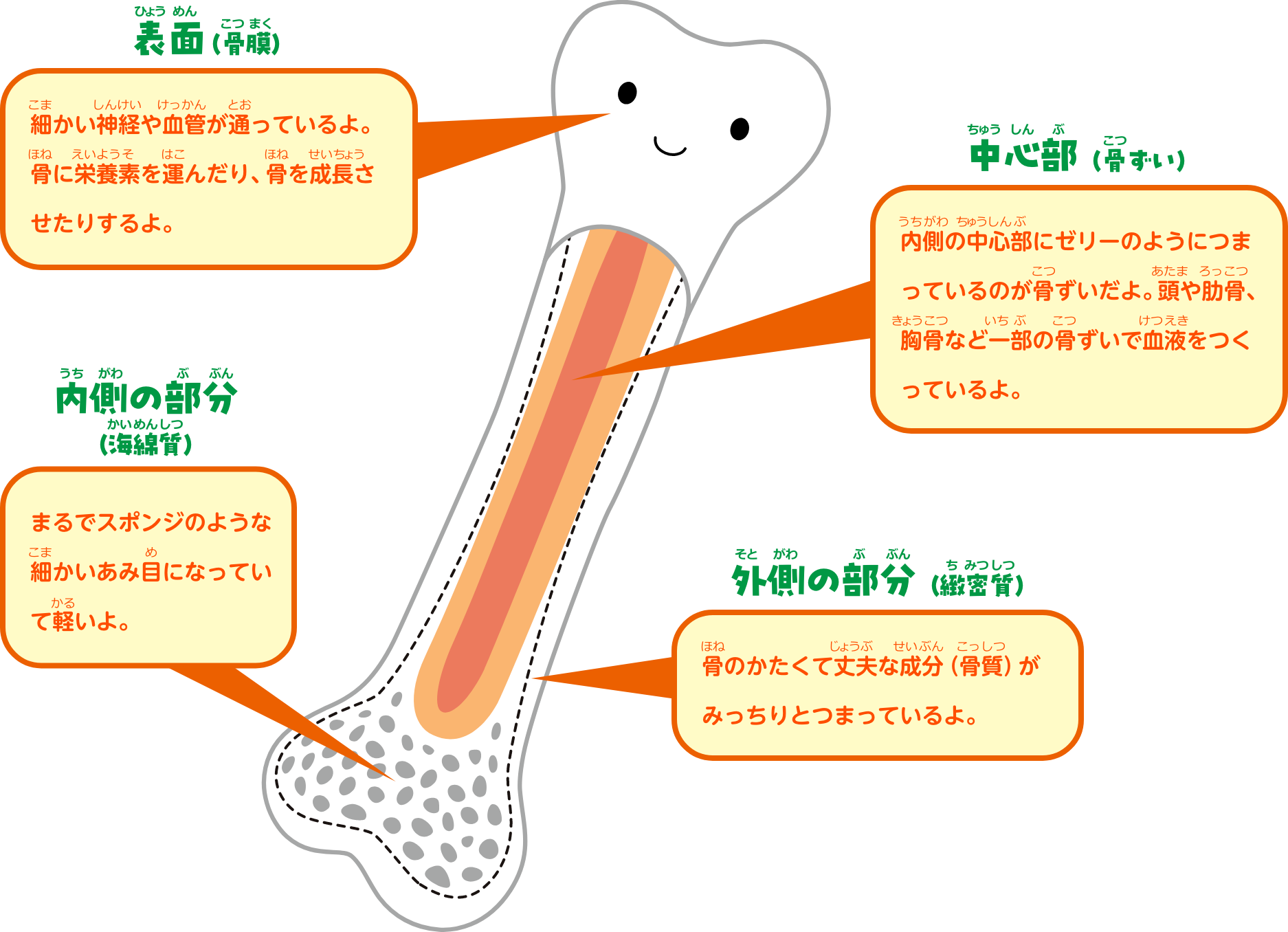 骨の構造イラスト