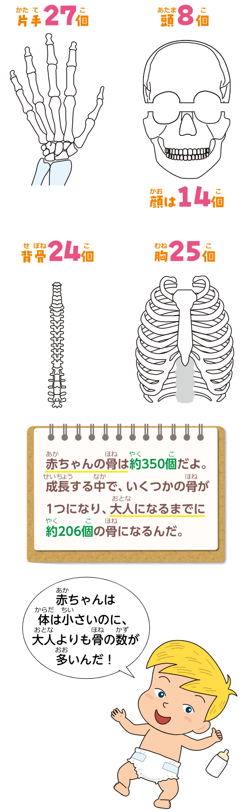 人体の骨の数イラスト。片手27個、頭8個、顔は14個、背骨24個、胸25個。赤ちゃんの骨は約350個だよ。成長する中で、いくつかの骨が1つになり、大人になるまでに約206個の骨になるんだ。