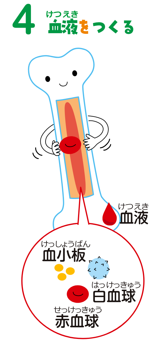 4血液をつくる