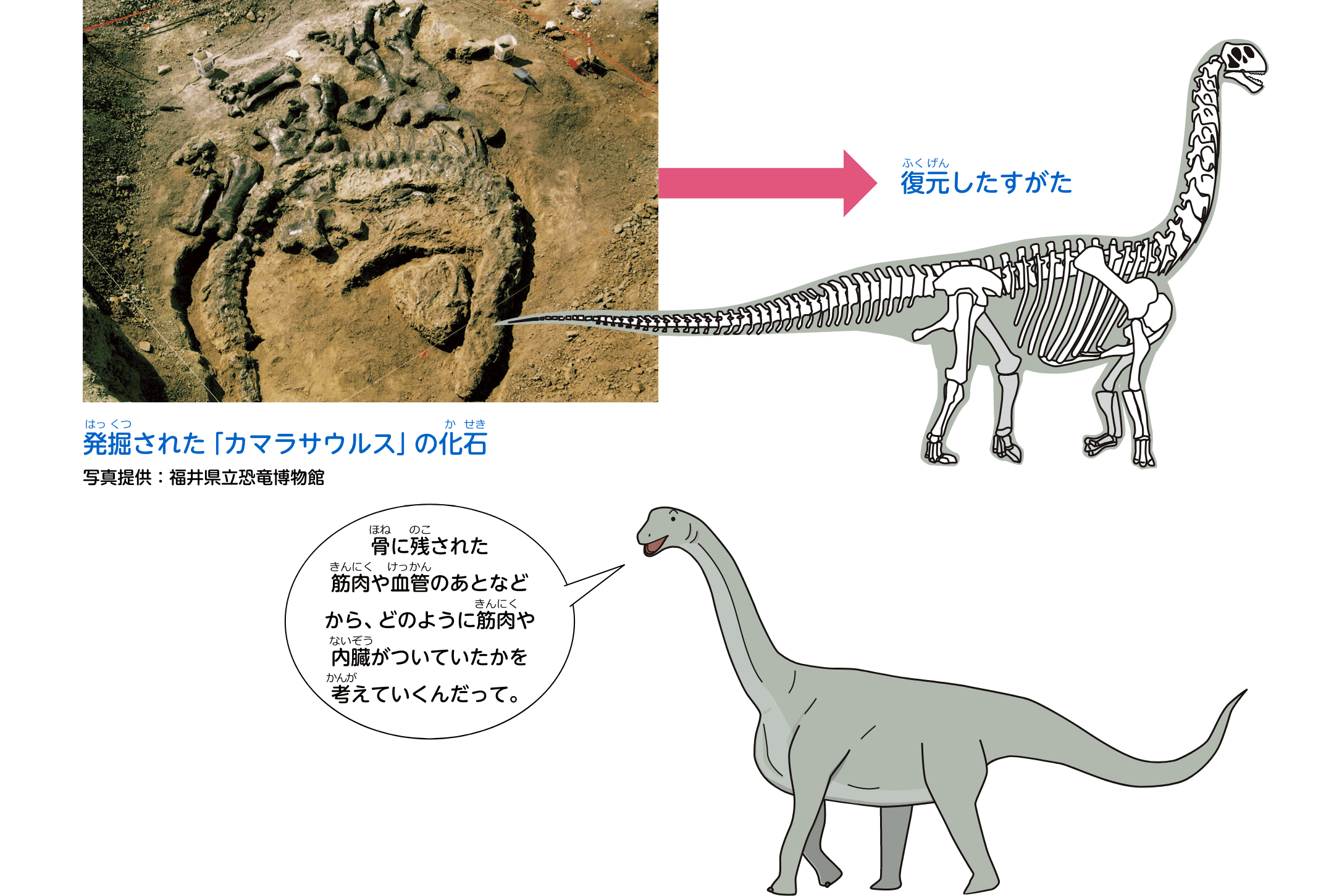 骨に残された筋肉や血管のあとなどから、どのように筋肉や内臓がついていたかを考えていくんだって。