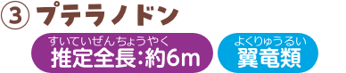 プテラノドン 推定全長：約6m 翼竜類