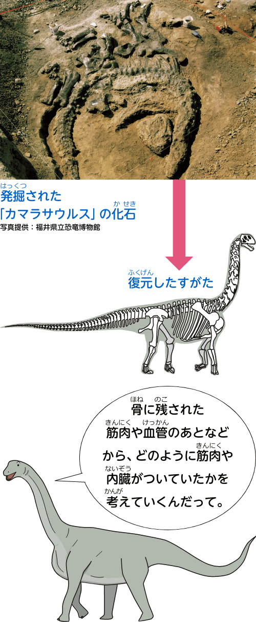骨に残された筋肉や血管のあとなどから、どのように筋肉や内臓がついていたかを考えていくんだって。