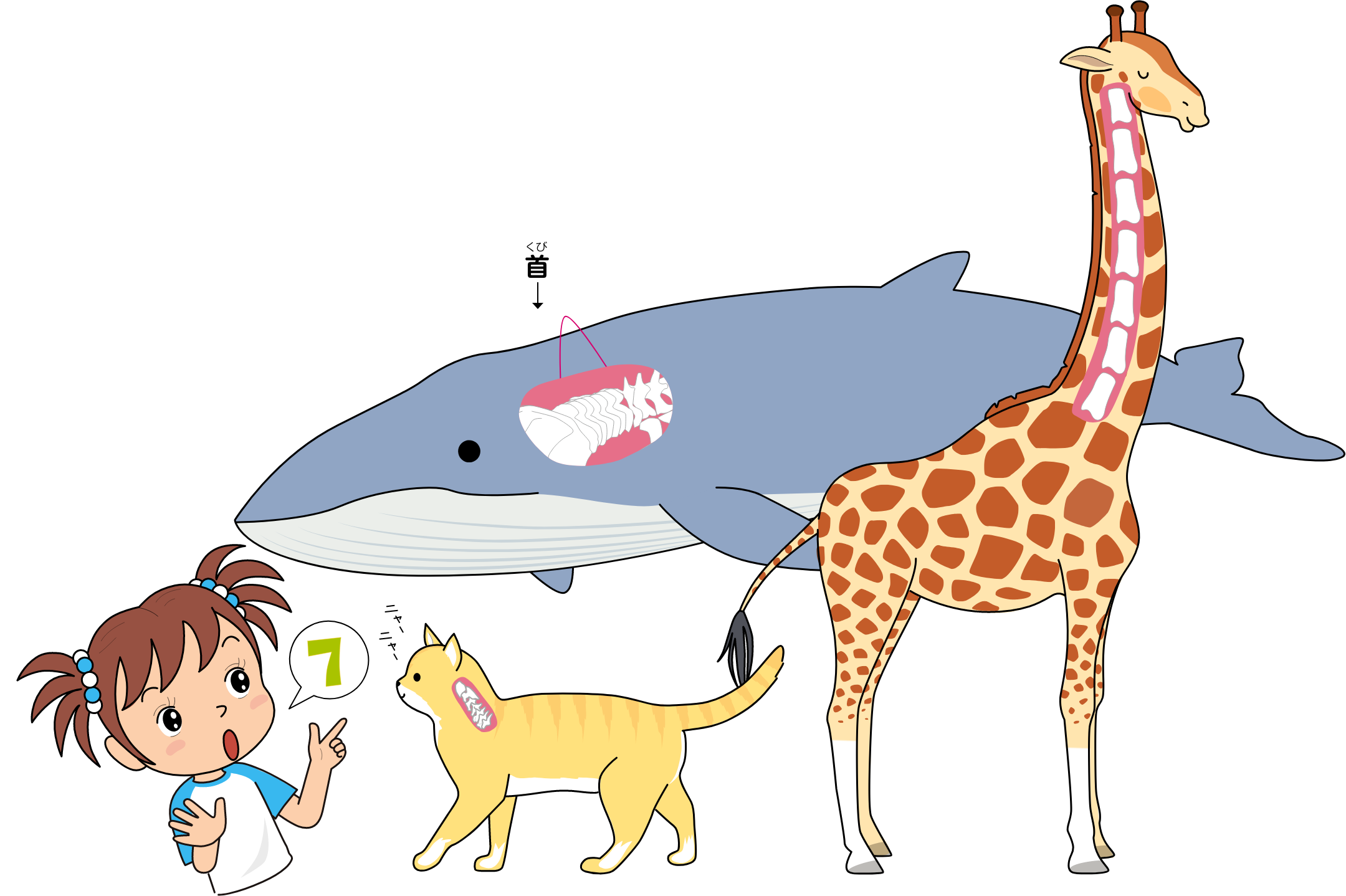 ほ乳類の首の骨は7個イラスト