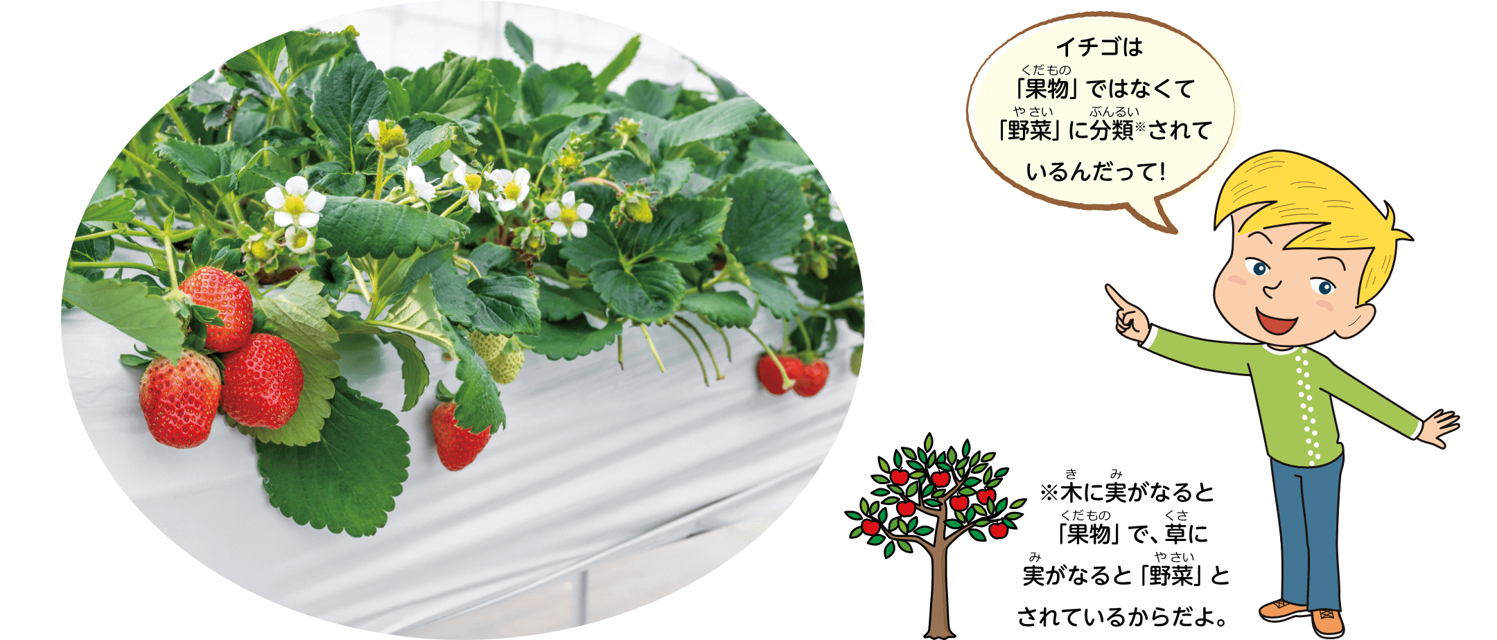 イチゴは「果物」ではなくて「野菜」に分類※されているんだって！木に実がなると「果物」で、草に実がなると「野菜」とされているからだよ。