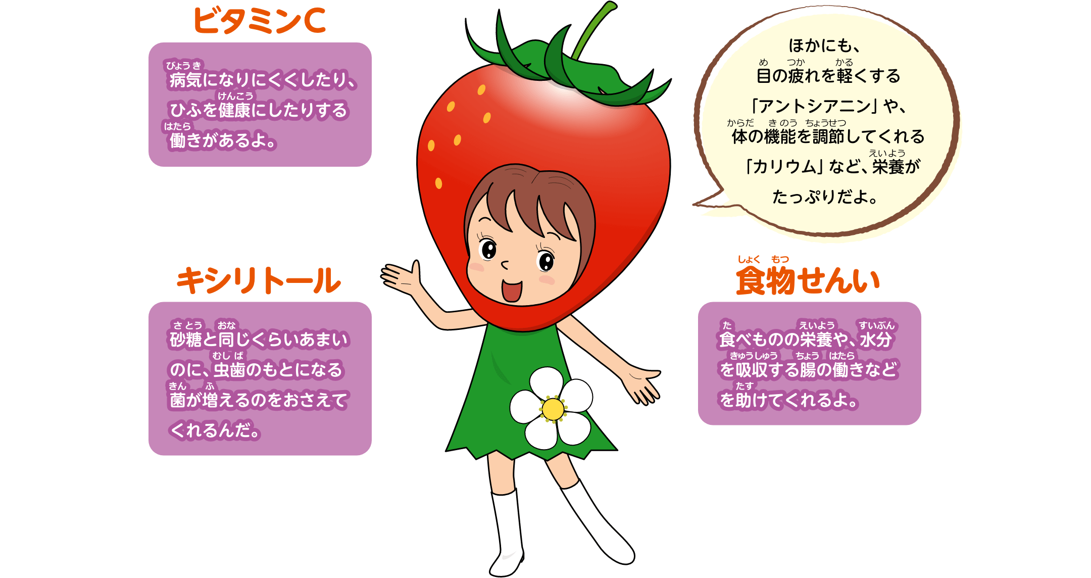 ビタミンCは病気になりにくくしたり、ひふを健康にしたりする働きがあるよ。キシリトールは砂糖と同じくらいあまいのに、虫歯のもとになる菌が増えるのをおさえてくれるんだ。食物せんいは食べものの栄養や、水分を吸収する腸の働きなどを助けてくれるよ。ほかにも、目の疲れを軽くする「アントシアニン」や、体の機能を調節してくれる「カリウム」など、栄養がたっぷりだよ。